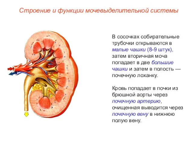 В сосочках собирательные трубочки открываются в малые чашки (8-9 штук), затем вторичная