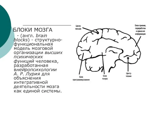БЛОКИ МОЗГА - (англ. brain blocks) - структурно-функциональная модель мозговой организации высших