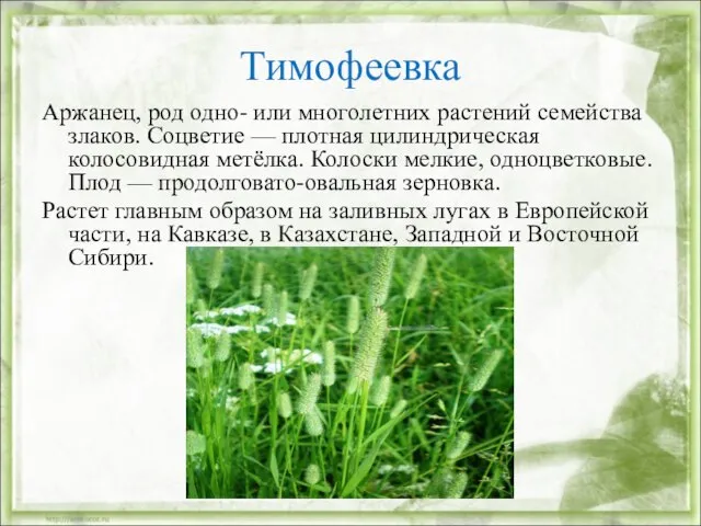 Тимофеевка Аржанец, род одно- или многолетних растений семейства злаков. Соцветие — плотная