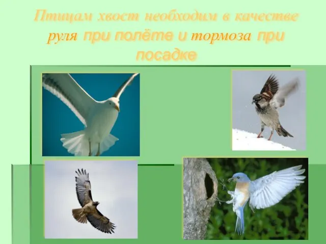 Птицам хвост необходим в качестве руля при полёте и тормоза при посадке