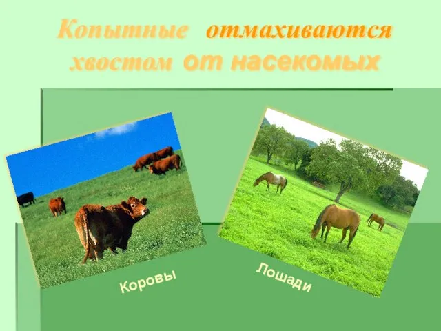 Копытные отмахиваются хвостом от насекомых Лошади Коровы