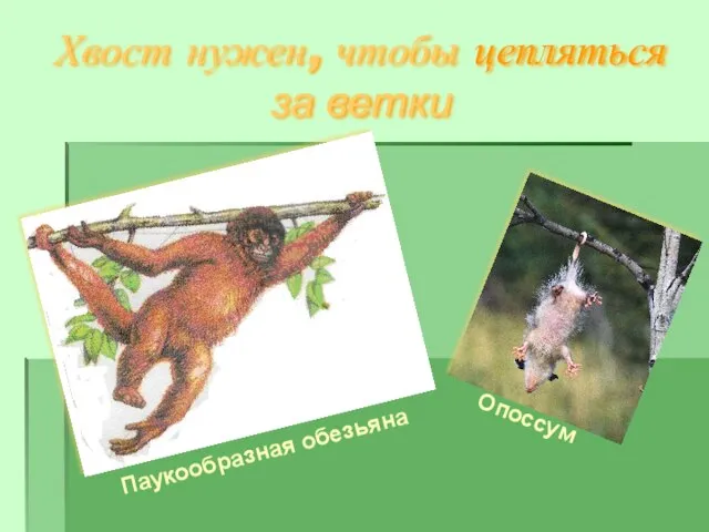 Хвост нужен, чтобы цепляться за ветки Паукообразная обезьяна Опоссум