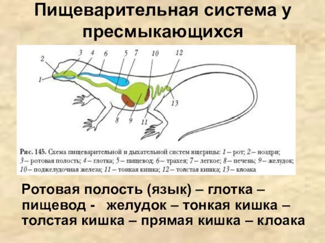 Пищеварительная система у пресмыкающихся Ротовая полость (язык) – глотка – пищевод -