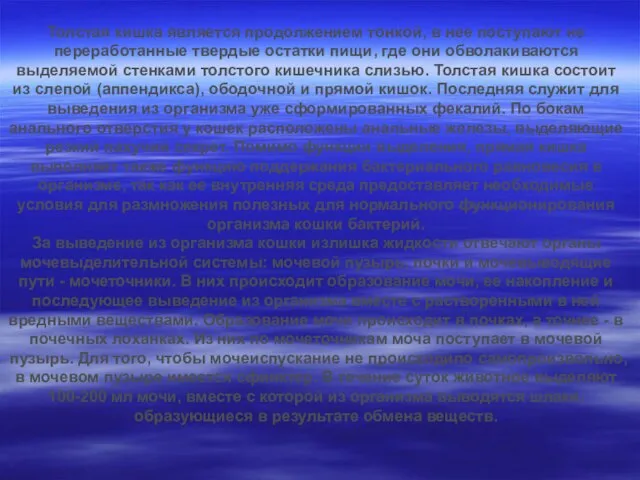 Толстая кишка является продолжением тонкой, в нее поступают не переработанные твердые остатки