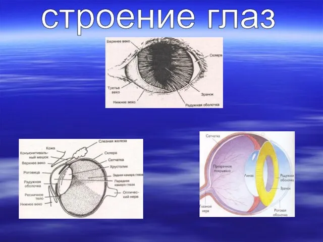 строение глаз