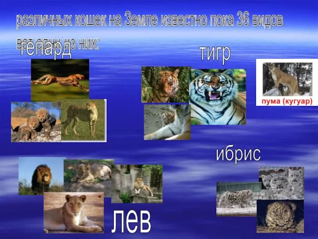 различных кошек на Земле известно пока 36 видов вот одни из них: гепард тигр лев ибрис