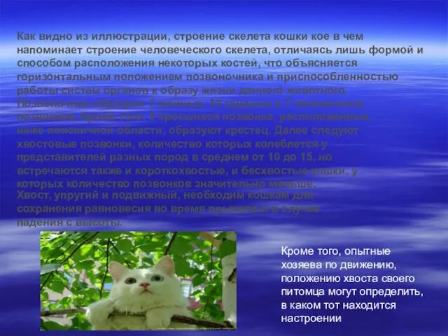 Как видно из иллюстрации, строение скелета кошки кое в чем напоминает строение