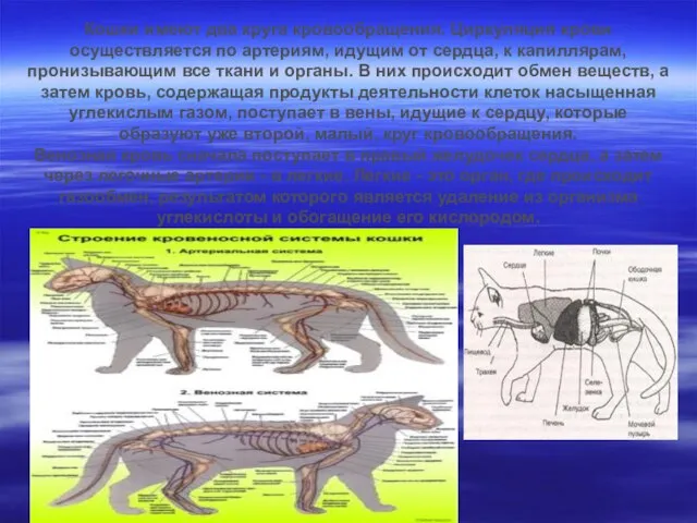 Кошки имеют два круга кровообращения. Циркуляция крови осуществляется по артериям, идущим от