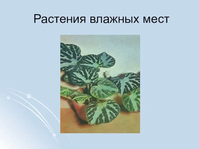 Растения влажных мест