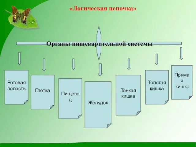 «Логическая цепочка» Органы пищеварительной системы Ротовая полость Глотка Пищевод Желудок Тонкая кишка Толстая кишка Прямая кишка