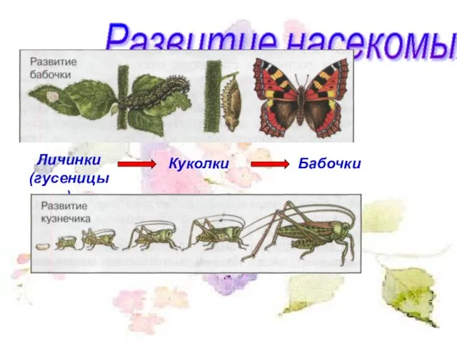 Развитие насекомых Личинки (гусеницы) Куколки Бабочки