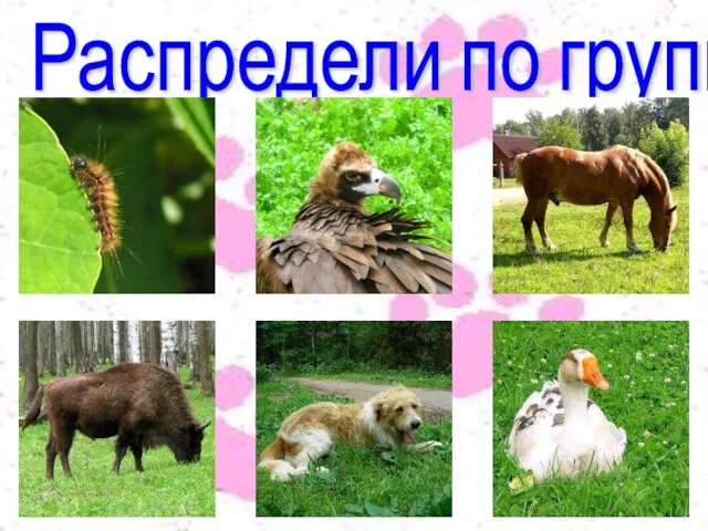 Распредели по группам