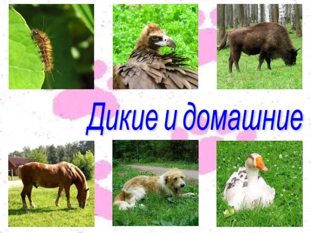 Дикие и домашние