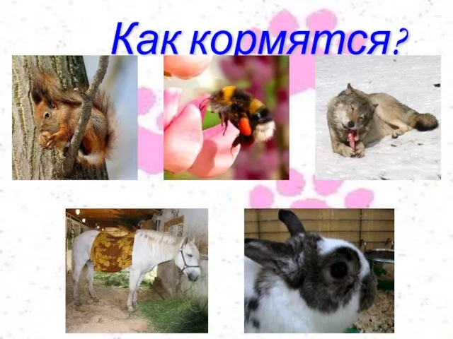 Как кормятся?