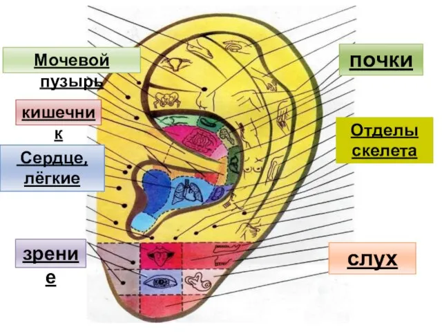 Сердце, лёгкие зрение слух кишечник почки Отделы скелета Мочевой пузырь