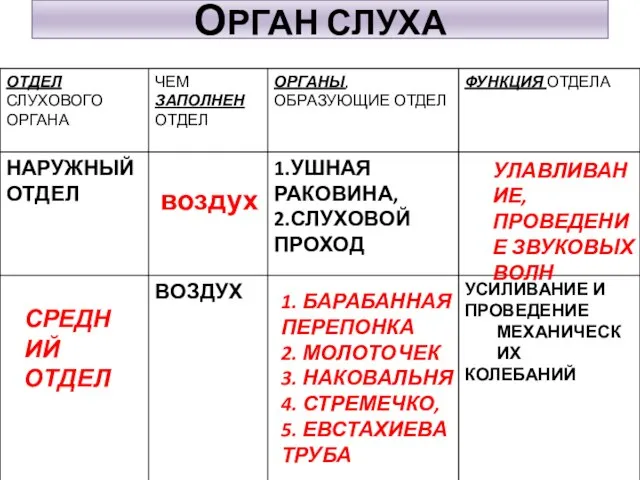 ОРГАН СЛУХА воздух УЛАВЛИВАНИЕ, ПРОВЕДЕНИЕ ЗВУКОВЫХ ВОЛН СРЕДНИЙ ОТДЕЛ 1. БАРАБАННАЯ ПЕРЕПОНКА