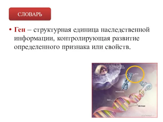 Ген – структурная единица наследственной информации, контролирующая развитие определенного признака или свойств. СЛОВАРЬ