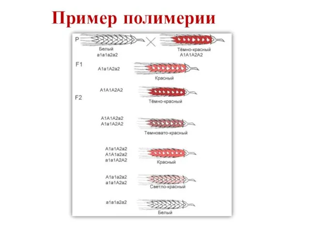 Пример полимерии