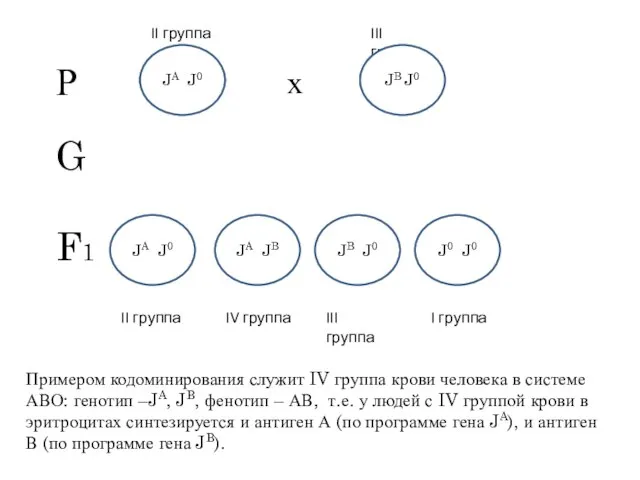 Примером кодоминирования служит IV группа крови человека в системе АВО: генотип –JA,