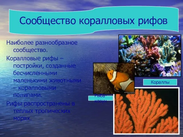 Наиболее разнообразное сообщество. Коралловые рифы – постройки, созданные бесчисленными маленькими животными –