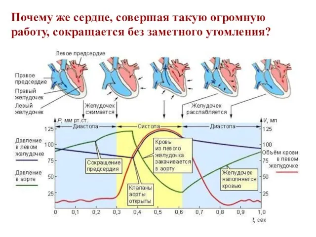 Почему же сердце, совершая такую огромную работу, сокращается без заметного утомления?