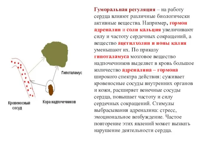 Гуморальная регуляция – на работу сердца влияют различные биологически активные вещества. Например,