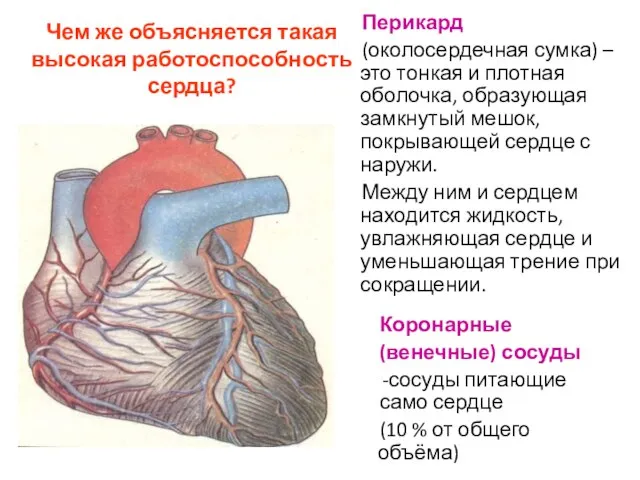Чем же объясняется такая высокая работоспособность сердца? Перикард (околосердечная сумка) – это