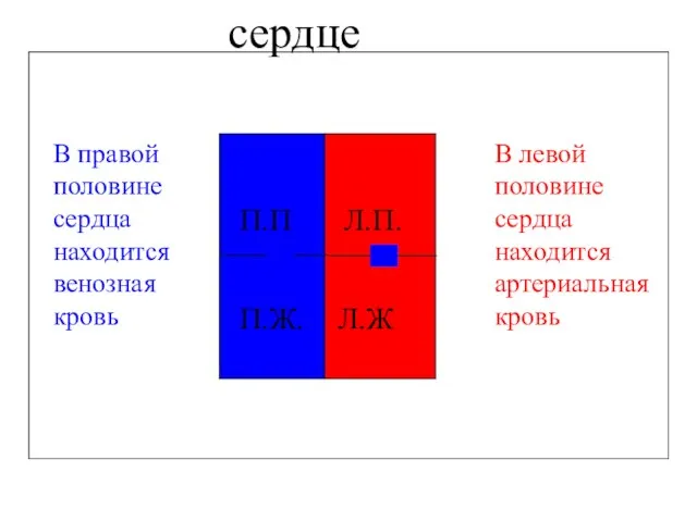 сердце П.П Л.П. П.Ж. Л.Ж В левой половине сердца находится артериальная кровь