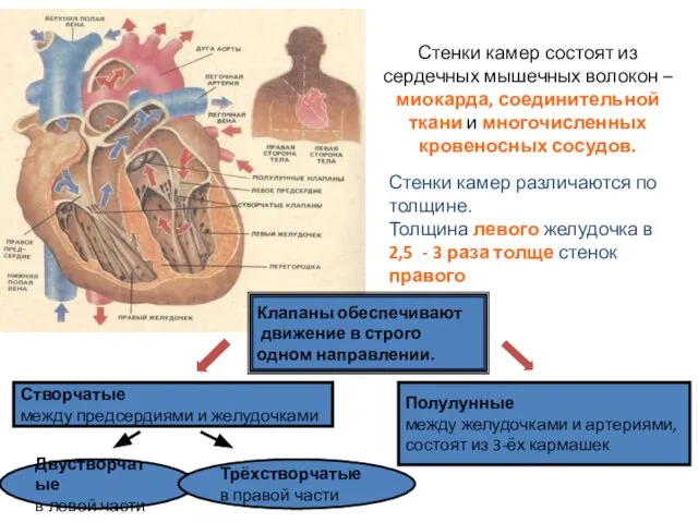 Стенки камер состоят из сердечных мышечных волокон – миокарда, соединительной ткани и