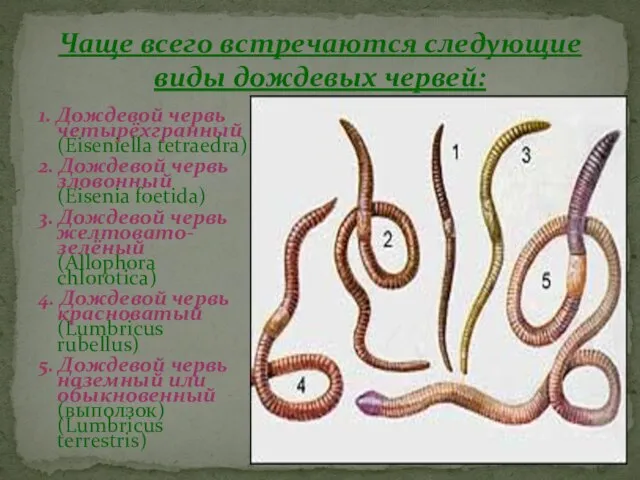 1. Дождевой червь четырёхгранный (Eiseniella tetraedra) 2. Дождевой червь зловонный (Eisenia foetida)