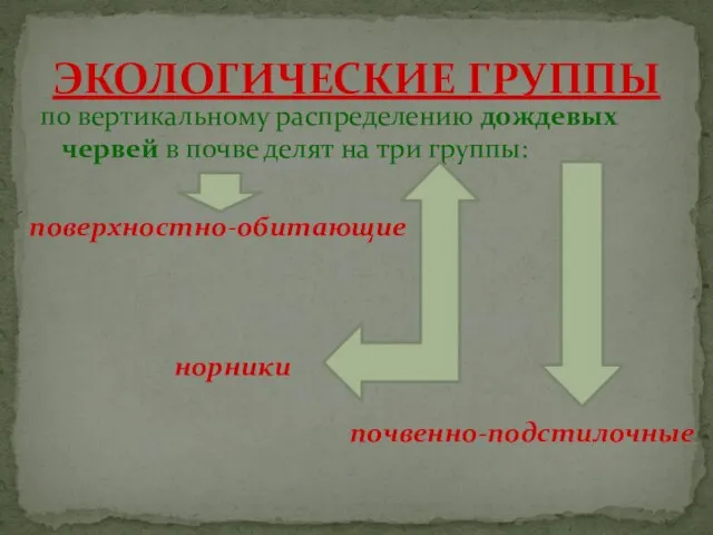 по вертикальному распределению дождевых червей в почве делят на три группы: ЭКОЛОГИЧЕСКИЕ ГРУППЫ поверхностно-обитающие почвенно-подстилочные норники