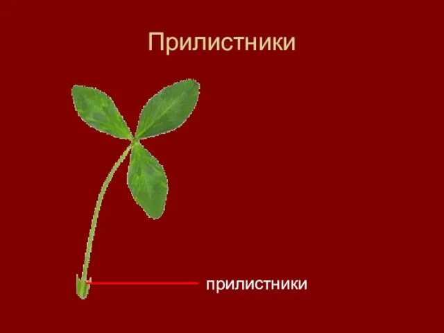 Прилистники