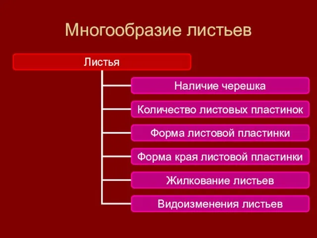 Многообразие листьев