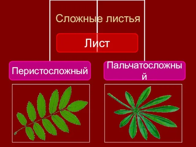 Сложные листья