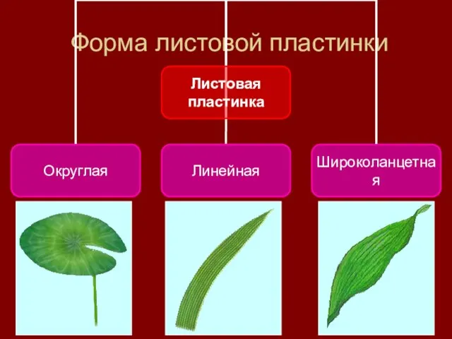 Форма листовой пластинки