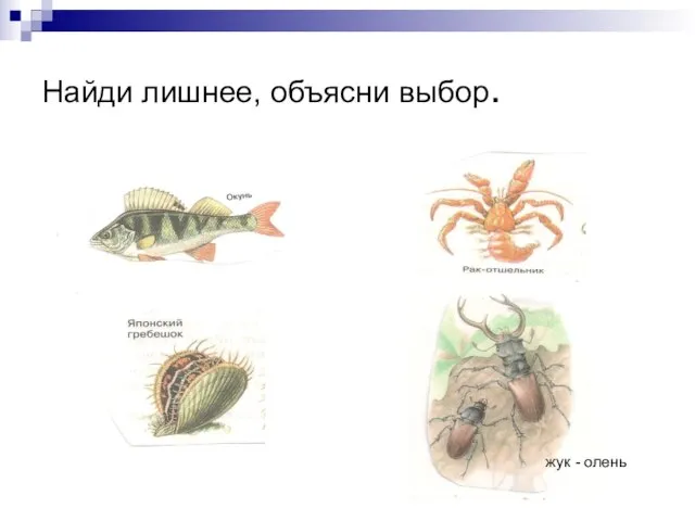 Найди лишнее, объясни выбор. жук - олень