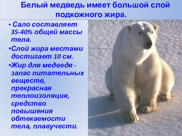 Белый медведь имеет большой слой подкожного жира.