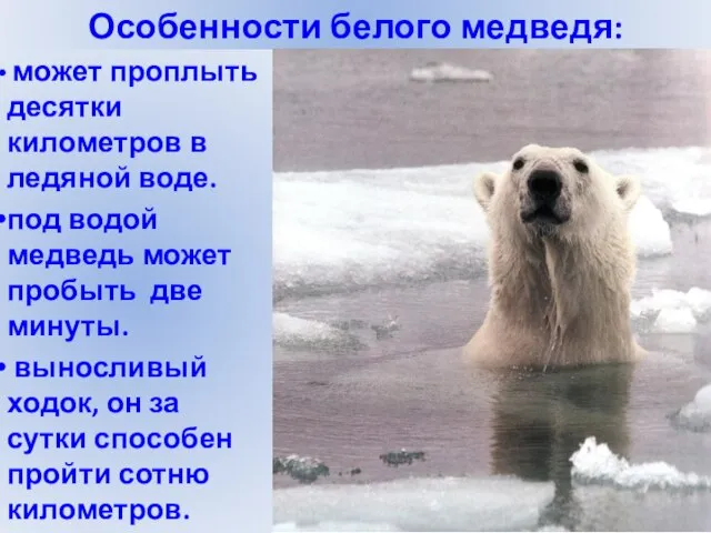 Особенности белого медведя: может проплыть десятки километров в ледяной воде. под водой