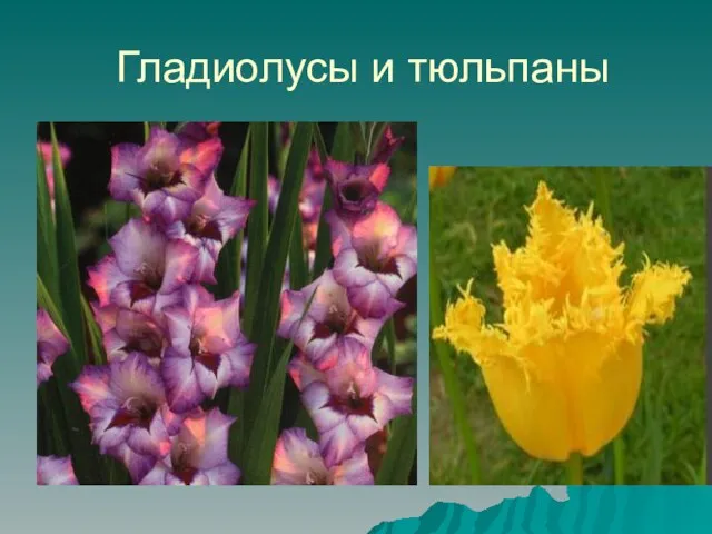 Гладиолусы и тюльпаны