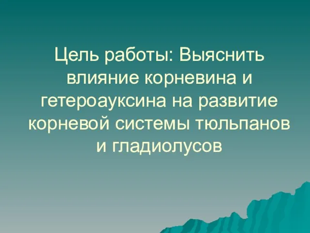 Цель работы: Выяснить влияние корневина и гетероауксина на развитие корневой системы тюльпанов и гладиолусов