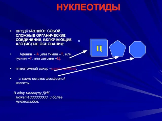 НУКЛЕОТИДЫ ПРЕДСТАВЛЯЮТ СОБОЙ ,СЛОЖНЫЕ ОРГАНИЧЕСКИЕ СОЕДИНЕНИЯ, ВКЛЮЧАЮЩИЕ АЗОТИСТЫЕ ОСНОВАНИЯ: Аденин - А