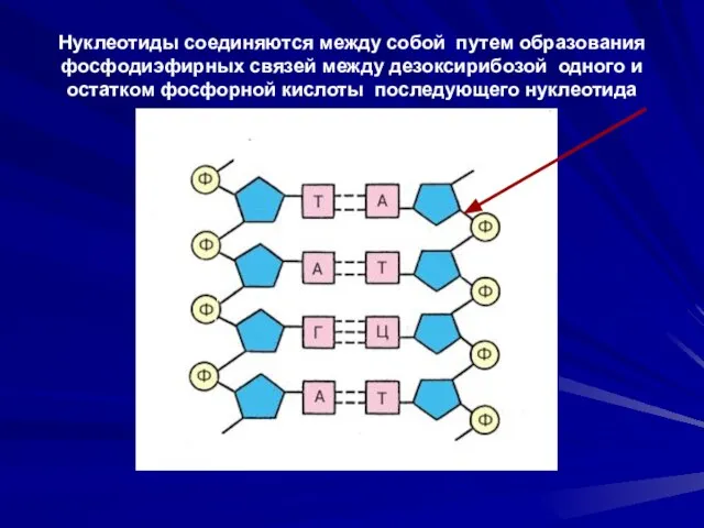 Нуклеотиды соединяются между собой путем образования фосфодиэфирных связей между дезоксирибозой одного и