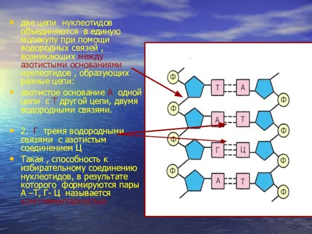 две цепи нуклеотидов объединяются в единую молекулу при помощи водородных связей ,