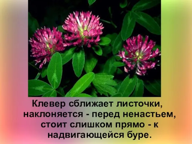 Клевер сближает листочки, наклоняется - перед ненастьем, стоит слишком прямо - к надвигающейся буре.