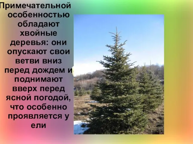 Примечательной особенностью обладают хвойные деревья: они опускают свои ветви вниз перед дождем