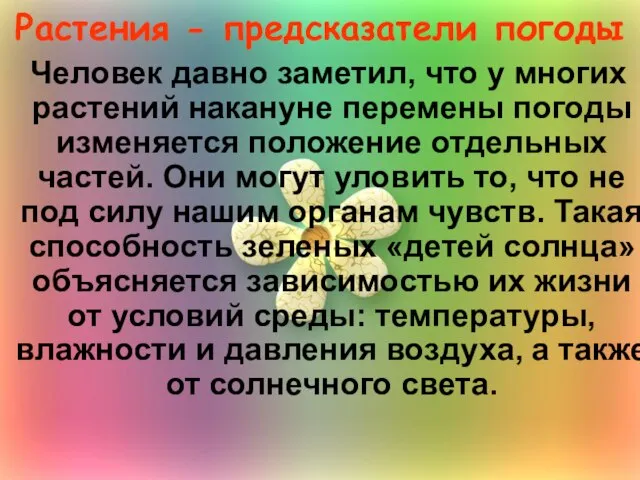 Растения - предсказатели погоды Человек давно заметил, что у многих растений накануне