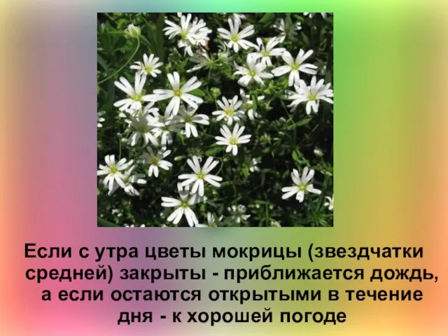 Если с утра цветы мокрицы (звездчатки средней) закрыты - приближается дождь, а