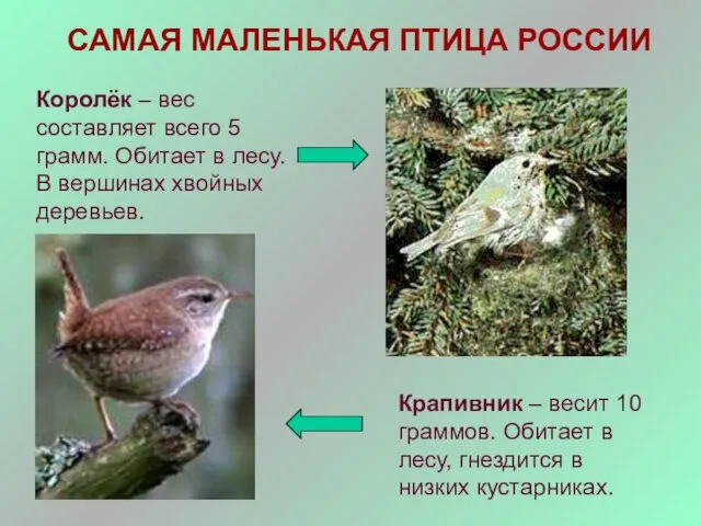 САМАЯ МАЛЕНЬКАЯ ПТИЦА РОССИИ Королёк – вес составляет всего 5 грамм. Обитает