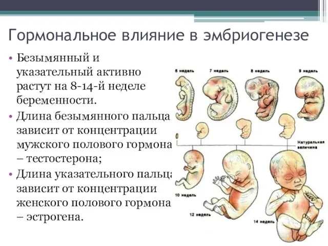 Гормональное влияние в эмбриогенезе Безымянный и указательный активно растут на 8-14-й неделе