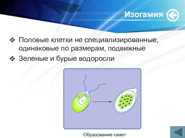 Изогамия Половые клетки не специализированные, одинаковые по размерам, подвижные Зеленые и бурые водоросли